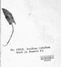 Image Associated With the Occurence